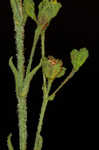 Hairy St. Johnswort